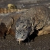dragon_komodo_hsb_rinca_v_0956_kom2733.jpg
